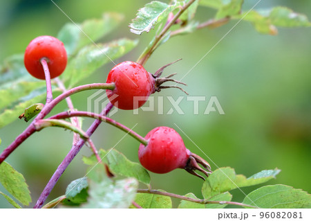 Autumn or summer nature background with rose hips branches with water drops after rain in the sunset light. The rose hip or rosehip, also called rose haw 96082081