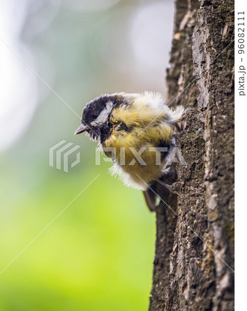 Cute bird Great tit, songbird sitting on the tree trunk in autumn. Parus major 96082111