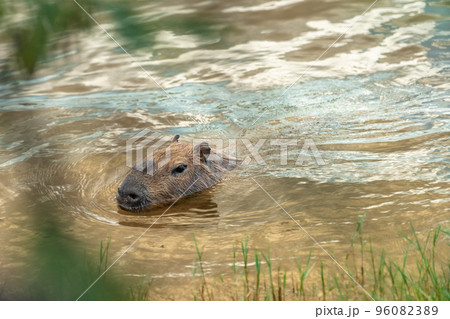 The largest rodent in the world Capybara in the wild 96082389
