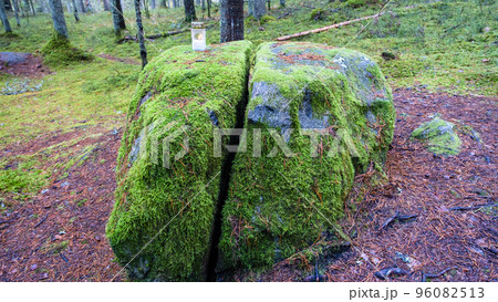 Big stone in the forest, covered with green moss and autumn forest. The stone is split in half. Zilaiskalns, one of Latvia's holy places. Background photo. Big stone in the forest, covered with green moss and autumn forest. The stone is split in half. Zilaiskalns, one of Latvia's holy places. Background photo. 96082513