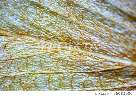 plant leaf under the microscope plant leaf under the microscope 96083000