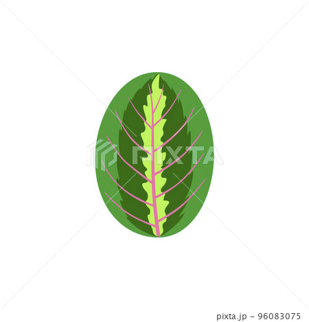Leaf of tropical Maranta. Floral and botanical design element Leaf of tropical Maranta. Floral and botanical design element 96083075