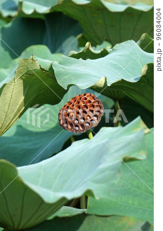 蓮の花の咲き終わり・2022年9月　 96084004