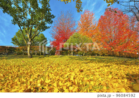 秋深まる健康の森 96084592