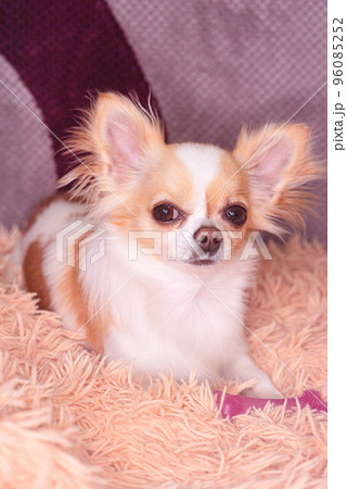 The dog is at home. A mini long-haired chihuahua is lying on the sofa. The dog is at home. A mini long-haired chihuahua is lying on the sofa. 96085252