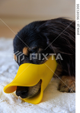 行儀が悪いので口輪をされ意気消沈する犬 行儀が悪いので口輪をされ意気消沈する犬 96085366