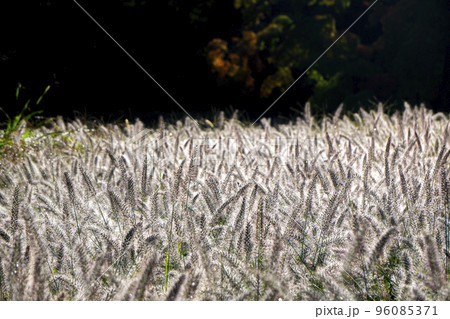 秋の朝に光り輝くチカラシバ 秋の朝に光り輝くチカラシバ 96085371