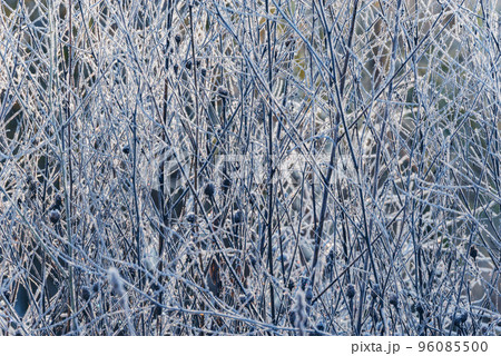 Frozen branches under the frost at autumn morning. 96085500