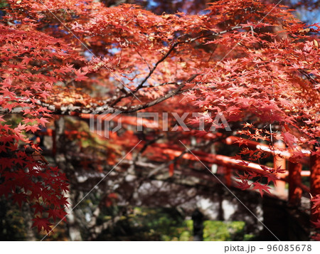 秋の伊香保温泉　河鹿橋の紅葉 96085678