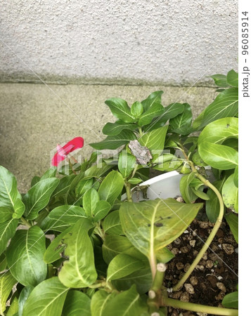 ピンクのお花と緑の葉っぱが写っており、葉っぱの上にカエルが乗っている写真 96085914
