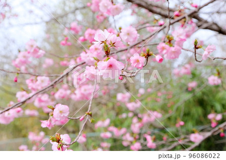 シダレザクラの花 96086022