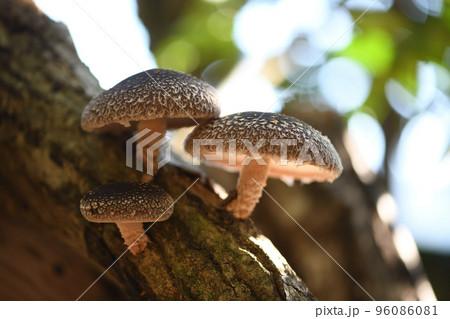 シイタケ(椎茸)と原木 シイタケ(椎茸)と原木 96086081
