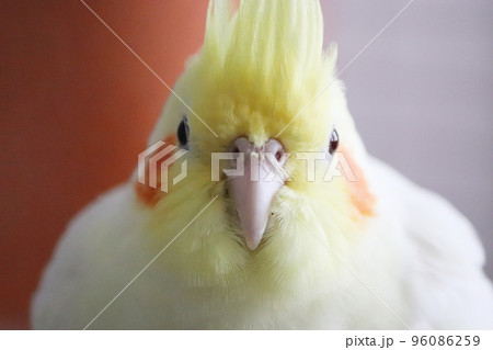 白と黄色の可愛い小鳥オカメインコ 96086259