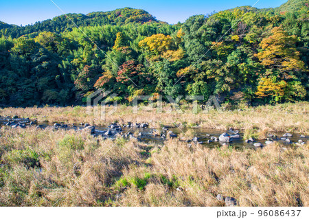 渡良瀬川　船渡跡地付近の風景　秋の季節　 96086437
