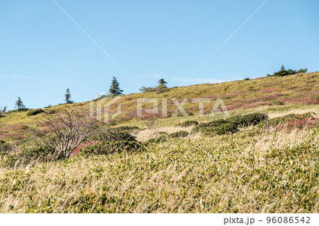 志賀草津高原ルート脇 山田峠～万座温泉の登山道の丘の自然 10月下旬　b-2 クールカラー 96086542