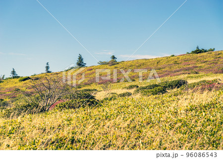 志賀草津高原ルート脇 山田峠～万座温泉の登山道の丘の自然 10月下旬　b-3 暖色寒色強調 96086543