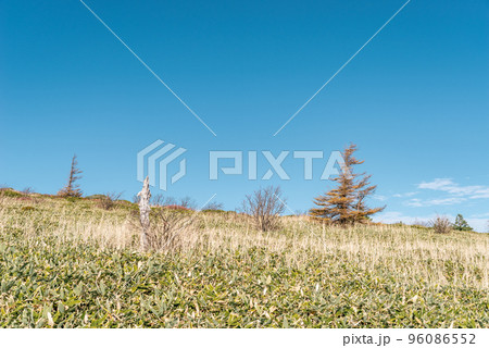 志賀草津高原ルート脇 山田峠~万座温泉の登山道の丘の自然 10月下旬 d-2 クールカラー 志賀草津高原ルート脇 山田峠~万座温泉の登山道の丘の自然 10月下旬 d-2 クールカラー 96086552