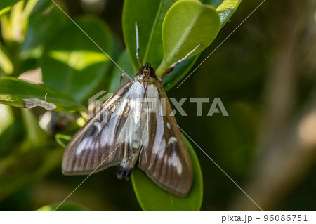 ツゲノメイガ 96086751