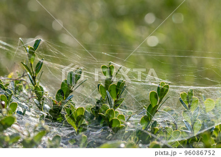 逆光に輝くクサグモの棚網 逆光に輝くクサグモの棚網 96086752