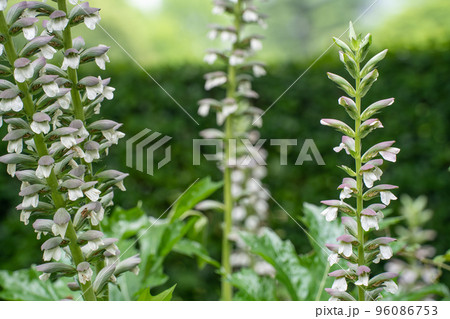 初夏の日比谷公園で咲くアカンサスの花 96086753