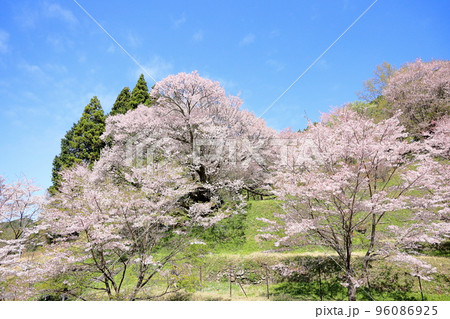 仏隆寺　千年桜 96086925