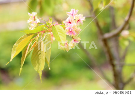 御衣黄桜の花 96086931