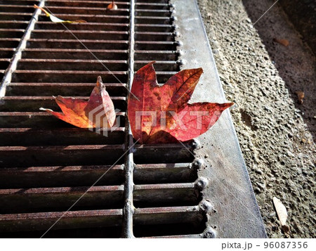 グレーチングにトウカエデの葉・そして翼果 96087356