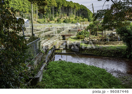 別府弁天池 別府養鱒場 山口県美祢市 別府弁天池 別府養鱒場 山口県美祢市 96087446