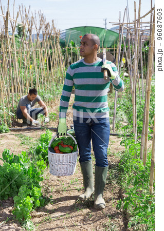 Indian man professional gardener holding basket with harvest Indian man professional gardener holding basket with harvest 96087603