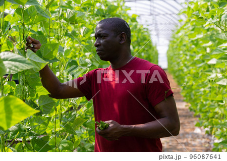 African american farmer harvesting green bean in greenhouse African american farmer harvesting green bean in greenhouse 96087641