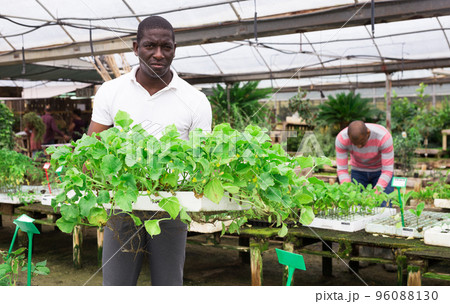 African american worker holding box with cucumber sprouts 96088130