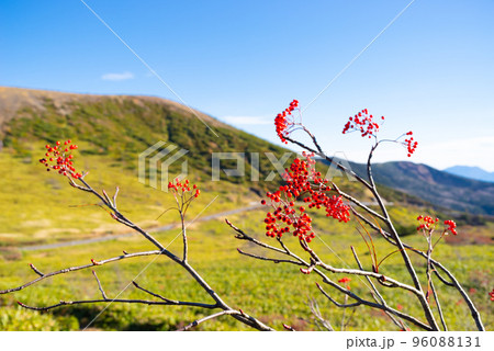 志賀草津高原ルート ナナカマドの赤い実 湯釜西側の高原と自然 10月下旬 志賀草津高原ルート ナナカマドの赤い実 湯釜西側の高原と自然 10月下旬 96088131