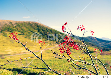 志賀草津高原ルート ナナカマドの赤い実 湯釜西側の高原と自然 10月下旬　暖色寒色強調 96088134