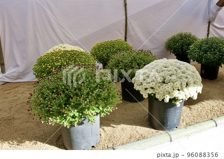 松江城の菊花展 (ドーム菊) 松江城の菊花展 (ドーム菊) 96088356