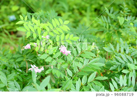 ニワフジの花 ニワフジの花 96088719