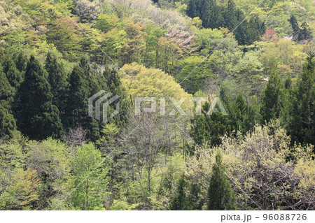 山/森/多様な木々が密生している風景 山/森/多様な木々が密生している風景 96088726