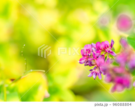 秋の景色　清楚で可憐な満開のハギの花 96088804