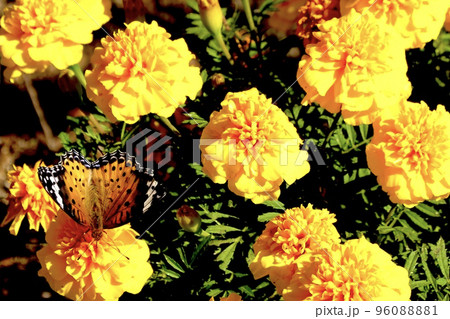 1羽のツマグロヒョウモン蝶が黄色のマリーゴールドに止まっている光景 96088881