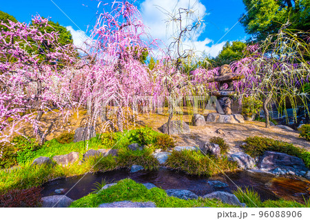 城南宮の枝垂れ梅 96088906