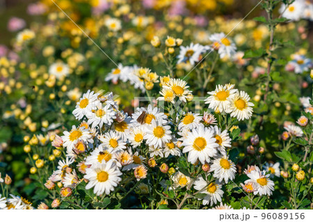 11月の花壇　菊の花　小菊 96089156