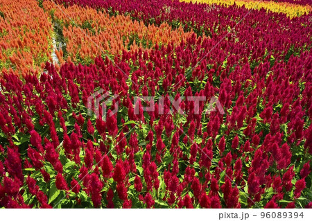 森林公園に咲く羽毛ケイトウの花畑 96089394