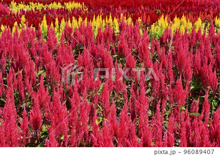 森林公園に咲く羽毛ケイトウの花畑 96089407