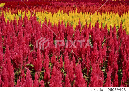 森林公園に咲く羽毛ケイトウの花畑 96089408