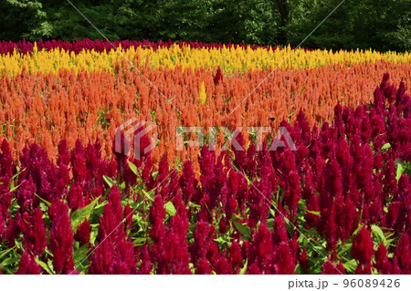 森林公園に咲く羽毛ケイトウの花畑 森林公園に咲く羽毛ケイトウの花畑 96089426