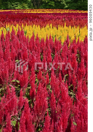 森林公園に咲く羽毛ケイトウの花畑 森林公園に咲く羽毛ケイトウの花畑 96089430