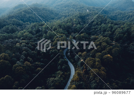 road and forest at dusk 96089677