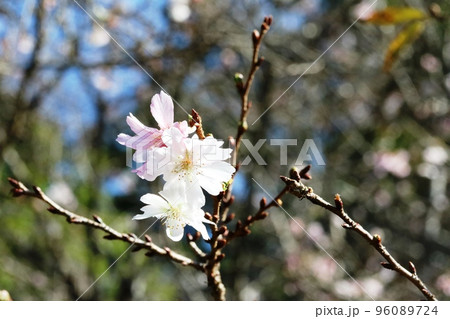 秋から冬にかけて咲くジュウガツザクラ（十月桜） 96089724