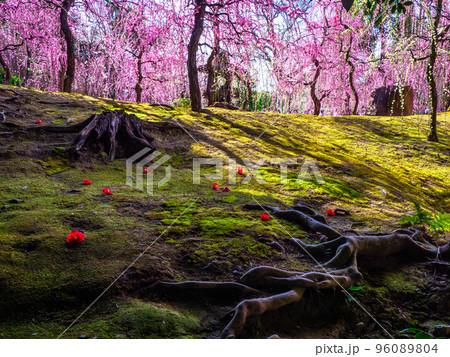 城南宮の枝垂れ梅と落椿 城南宮の枝垂れ梅と落椿 96089804