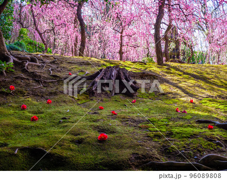 城南宮の枝垂れ梅と落椿 96089808