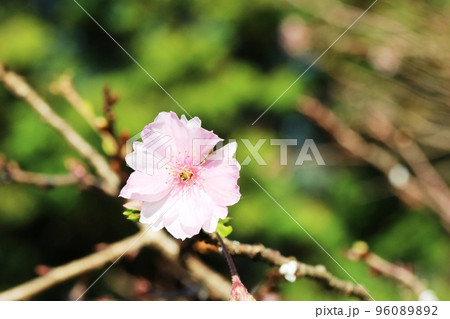 秋から冬にかけて咲くジュウガツザクラ(十月桜) 秋から冬にかけて咲くジュウガツザクラ(十月桜) 96089892